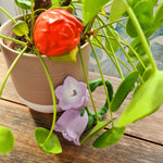 Photo de jouet de dentition représentant à la quasi perfection des fleurs, il y a 2 fleurs mauve et une tulipe rouge. Les fleurs sont posées sur une table en bois avec une plante verte en arrière plan