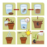 Illustration présentant le pas à pas d’un kit de jardinage pour enfant. Chaque étape est représentée par un dessin.