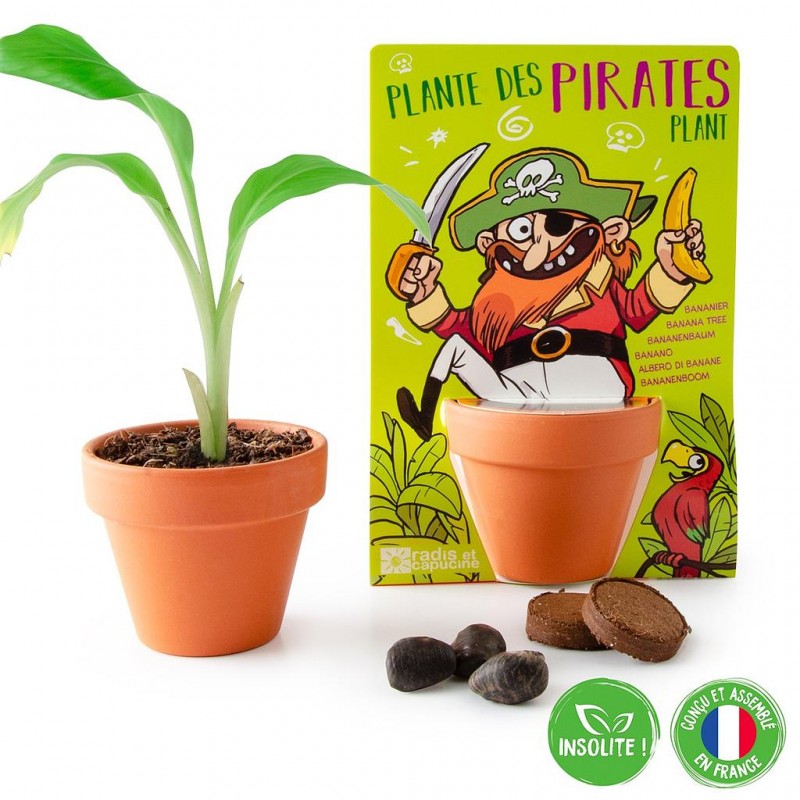 Plante Qui Danse - Kit De Plantation Pour Enfants - Pot Avec Coupelle, 8 Cm