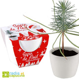 Emballage en carton d’un kit de jardinage pour enfant de la marque Radis et Capucine. Le kit contient des graines pour semer un sapin, l'emballage est rouge et blanc avec des illustrations de sapin et d'un père noël. A coté, il y a un petit sapin dans un pot blanc