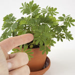 Photo d'une main d'adulte qui touche les feuille d'une plante verte dans un petit pot en terre cuite