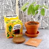 Photo d’une petite plante verte dans un pot en terre cuite, à côté est posé une boite en carton d’un kit de jardinage pour enfant contenant une plante qui danse à faire pousser. Les 2 sont posés devant un mur en papier peint pour enfant.